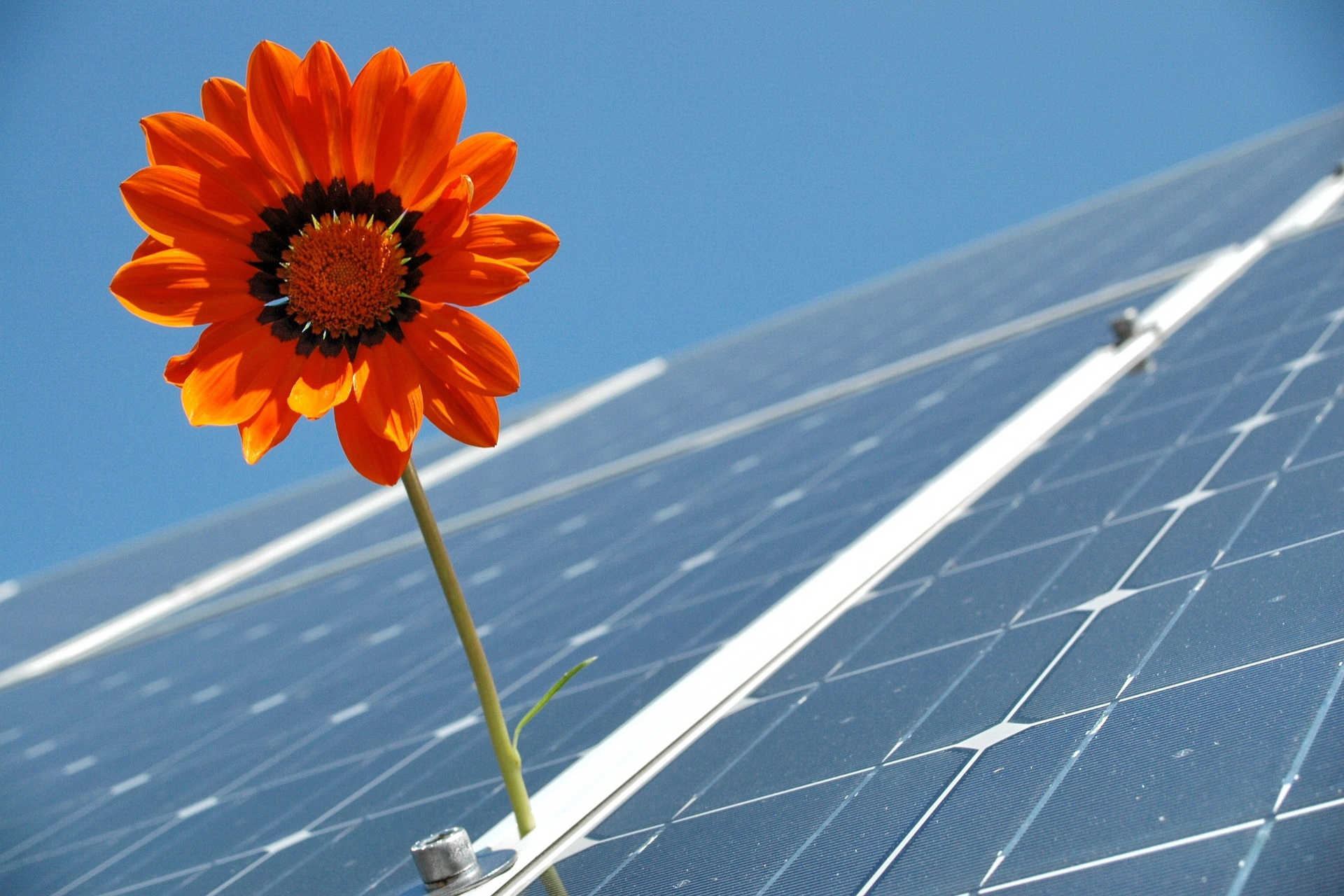 Blume auf Solar Panele solar und energiespeicher hochrhein